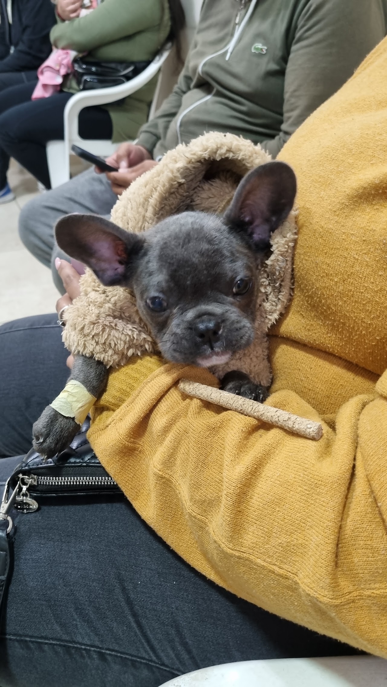 Cachorro paciente de la veterinaria