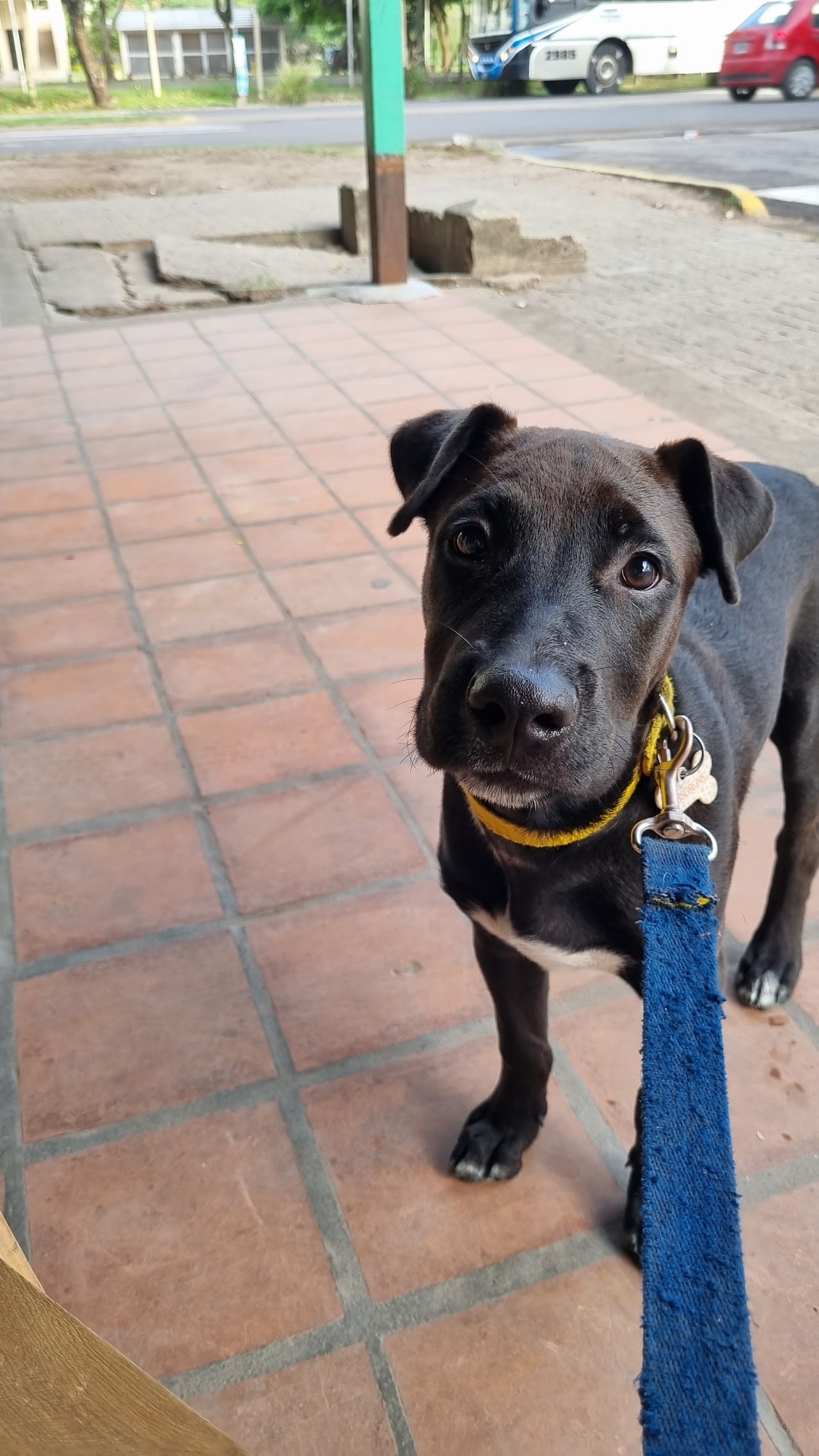 Cachorro visitando la veterinaria